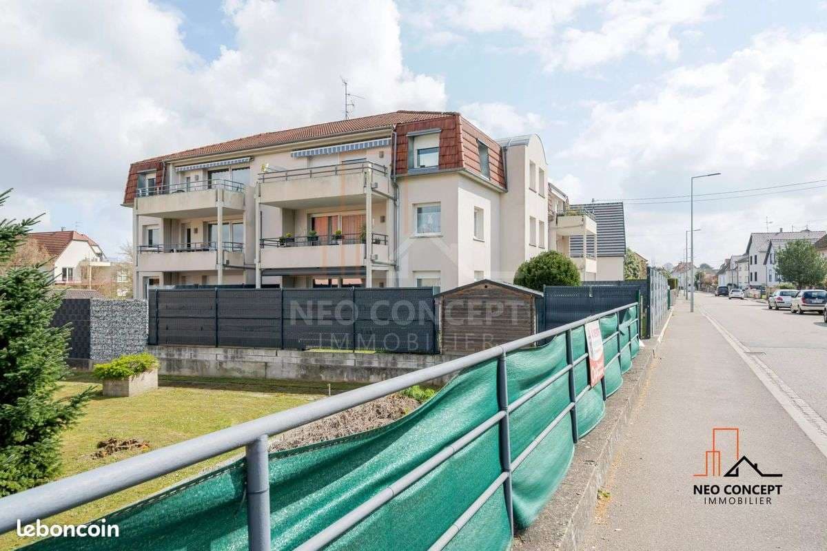 Persian cat for sale i in Fes, MOROCCO | Azifo